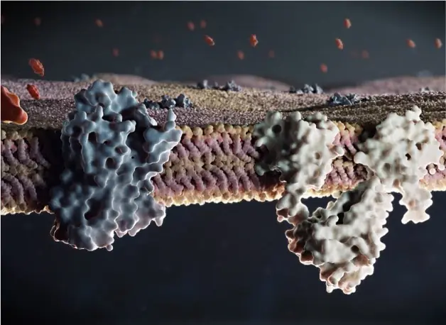 Visualización 3D científica de una membrana celular, mostrando receptores de proteínas interactuando con moléculas, para uso en infografía médica.